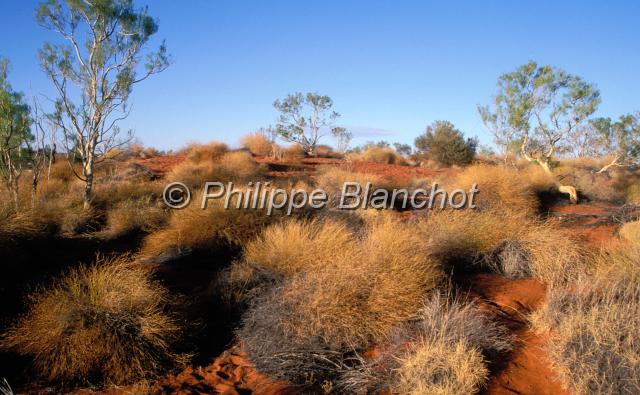 australie territoire du nord 09.JPG - Bush au lever du soleilUluru Kata Tjuta National ParkCentre RougeTerritoire du NordAustralie